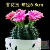 24款迷你仙人球仙人掌盆栽办公室绿植 菲花玉/株 球茎6-8cm 不含盆
