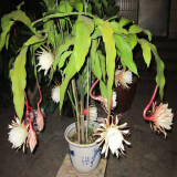御卉阁 绿植盆栽花卉昙花苗  琼花苗 俗称月下美人 香味浓郁室内外盆栽 5年大苗
