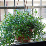 仟草集吊兰绿植盆栽室内盆栽花卉绿植物花卉盆栽土培水培吊兰 不含盆 千叶吊兰整盆苗