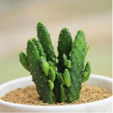 御卉阁24款迷你仙人球 实生根 懒人易养护 仙人掌科多肉盆栽多肉植物 摇钱树(不含盆)