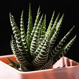 御卉阁24款迷你仙人球 实生根 懒人易养护 仙人掌科多肉盆栽多肉植物 条纹12卷(不含盆)