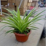 仟草集吊兰绿植盆栽室内盆栽花卉绿植物花卉盆栽土培水培吊兰 不含盆 金边吊兰整盆苗3-5棵