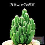 24款迷你仙人球仙人掌盆栽办公室绿植 万重山/株(高5-7cm左右) 不含盆