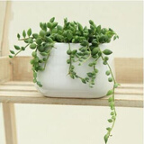 仟草集吊兰绿植盆栽室内盆栽花卉绿植物花卉盆栽土培水培吊兰 不含盆 珍珠情人泪整盆苗