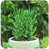 御卉阁24款迷你仙人球 实生根 懒人易养护 仙人掌科多肉盆栽多肉植物 将军柱3株(不含盆)