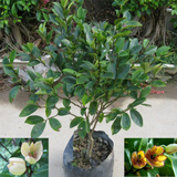 含笑苗 芳香花卉盆栽苗 含笑树苗 阳台庭院室内 办公室盆栽浓香绿植清香木盆栽 常春藤绿植 5年苗花多叉多 不含盆