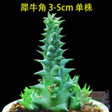 24款迷你仙人球仙人掌盆栽办公室绿植 犀牛角/株3-5cm 不含盆