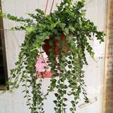 仟草集吊兰绿植盆栽室内盆栽花卉绿植物花卉盆栽土培水培吊兰 不含盆 百万星整盆苗原盆发货