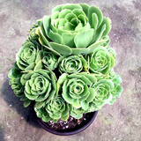 花络阁 灿烂   艳日辉 爱染锦 火凤凰   多肉盆栽