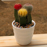 御卉阁24款迷你仙人球 实生根 懒人易养护 仙人掌科多肉盆栽多肉植物 三组合(不含盆)