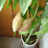 御卉阁 绿植盆栽花卉昙花苗  琼花苗 俗称月下美人 香味浓郁室内外盆栽 3年苗