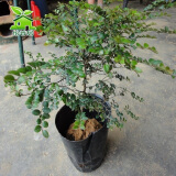 怡香居 小叶紫檀树苗 沉香树苗小苗   菩提树苗 金丝楠木苗  黄花梨树苗绿化树苗盆栽苗营养杯发货 小叶紫檀苗 3年苗带营养杯发货