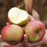 密水农家新鲜采摘国光小苹果 山区自种苹果 酸甜 国光苹果4斤