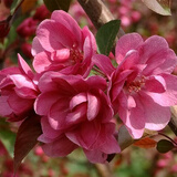 绿丝绦海棠花盆栽树苗日本铁杆北美海棠盆庭院阳台室内耐寒四季花卉植物 西府海棠 3年苗