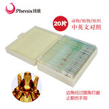 凤凰（Phenix）显微镜标本切片载玻片盖玻片套装动物植物细胞昆虫标本儿童实验 25片装