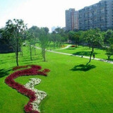 一播大地草坪种狗牙根黑麦草金标高羊剪股颖早熟禾护坡种子矮生绿化种子 金标高羊茅种子一斤