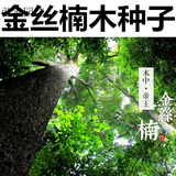 元冬新采金丝楠木树种子 金丝楠种子 桢楠木种子 名贵树种 四川楠木籽