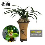 劉閣蘭花 兰花名品 环球大富贵 冬带浓香花苞出售矮种荷瓣花卉绿植盆栽 4苗连体裸根