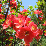 绿丝绦海棠花盆栽树苗日本铁杆北美海棠盆庭院阳台室内耐寒四季花卉植物 北美海棠 3年苗