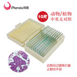 凤凰（Phenix）显微镜标本切片载玻片盖玻片套装动物植物细胞昆虫标本儿童实验 5片装