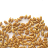 一播大地正常发货小麦草种子当年新种子麦苗无肥有机榨汁喝大麦种子育苗盆 小麦500克