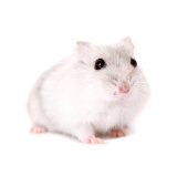 朗缤 仓鼠幼崽仓鼠笼仓鼠活物宠物活体宠物金丝熊情侣一对仓鼠活体 白色 1只
