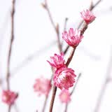 美学黑客 干支梅花真花插花瓶假梅花干花枝干枝装饰小枯树枝干花森系禅意 粉红色 树枝长60厘米左右
