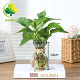 沃绣 水培绿萝 简约创意玻璃水培植物花盆透明风信子花瓶水养绿萝 风信子玻璃瓶绿萝套装（送麻绳） 中等
