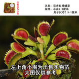 清晨露水园艺捕蝇草盆栽食人花苗食虫植物驱蚊草多肉植物多肉肉绿植花卉猪笼草 花市红捕蝇草小苗带盆土 含盆