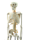 ENOVO颐诺85CM人体骨骼脊神经模型 医学用瑜伽健身教学习 骨骼模型人体骨骼模型医用教学骨架脊柱