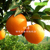 绿先枫橙子树苗  嫁接苗南方种植地栽当年结果  嫁接血橙树苗  赣南脐橙 3年苗及以上年份包成活
