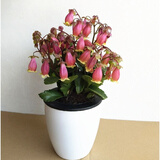 家中有果长寿花重瓣花卉盆栽四季观花植物 四季开花盆栽带花苞发货