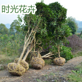 子豪缘桂花树苗金桂丹桂八月四季桂盆栽花卉庭院绿植桂花苗绿化苗木 10棵起拍【50到1米】 不含盆