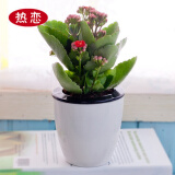 家中有果长寿花重瓣花卉盆栽四季观花植物 四季开花盆栽带花苞发货 玫瑰红带花苞 不含盆