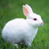朗缤 兔子活体宠物兔活体新西兰肉兔公主兔小白荷兰侏儒活物兔子宠物 小白公主兔1只