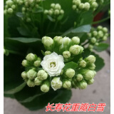 家中有果长寿花重瓣花卉盆栽四季观花植物 四季开花盆栽带花苞发货 白色 白雪带花苞 不含盆