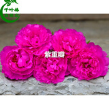 千叶林混色重瓣太阳花苗室内外盆栽阳台马齿览太阳花四季开花 玫红（10棵苗) 不含盆