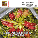 清晨露水园艺捕蝇草盆栽食人花苗食虫植物驱蚊草多肉植物多肉肉绿植花卉猪笼草 美人齿捕蝇草小苗带盆土 含盆