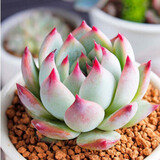 春草碧多肉植物盆栽老桩24款入门肉肉迷你多肉办公室内阳台桌面绿植花卉 吉娃娃+花盆+营养土