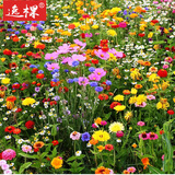 逸棵波斯菊种子格桑花卉种向日葵四季开花阳台盆栽庭院植物种子花草 四季花境组合 1斤 