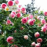 花喜鹊  阳台庭院花卉盆栽 多花蔷薇苗 玫瑰当年开花爬墙藤蔓绿植物 龙沙宝石