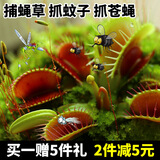 清晨露水园艺捕蝇草盆栽食人花苗食虫植物驱蚊草多肉植物多肉肉绿植花卉猪笼草 花市捕蝇草小苗带盆土 含盆