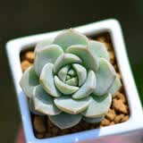 若绿真便宜多肉好养老桩绿植花卉小苗肉肉花植物小盆栽清棚 白牡丹 不含盆