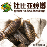 rep-shopRepShop 杜比亚守宫鬃狮饲料龙鱼活饵高蛋白营养超蟋蟀樱桃可繁殖 1.5-2.0CM（205只）买3送1