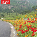 逸棵波斯菊种子格桑花卉种向日葵四季开花阳台盆栽庭院植物种子花草 快速成景组合 1斤