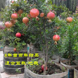 昊兰诺石榴树苗 突尼斯石榴苗软籽庭院果树地栽南方北方种植当年结果 8年苗4公分粗当年结果多【备注品种】 81cm(含)-110cm(含)