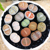 若绿真便宜多肉好养老桩绿植花卉小苗肉肉花植物小盆栽清棚 生石花(0.8-1厘米) 含盆+土