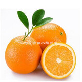 绿先枫橙子树苗  嫁接苗南方种植地栽当年结果  嫁接血橙树苗 无核锦橙 4年苗当年结果