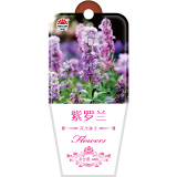 北京东升种业（DS）紫罗兰  花卉种子  四季种植 家庭阳台 园艺休闲