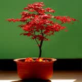 花无痕 紫藤花苗 迎春花苗 红枫树苗 金银花苗 紫薇花苗 木槿盆栽 室内阳台庭院盆栽花卉四季种植 红枫 2年苗